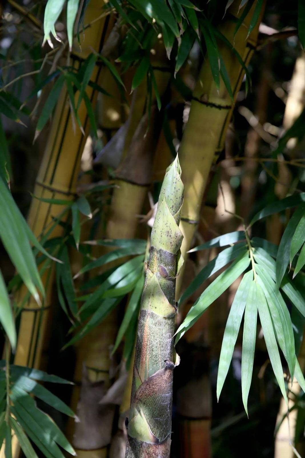 Balkonda eğlencesine yetiştirmeye başlamıştı, şimdi dev fidanlık kurdu! Paraya para demiyor, nereden nereye... 2